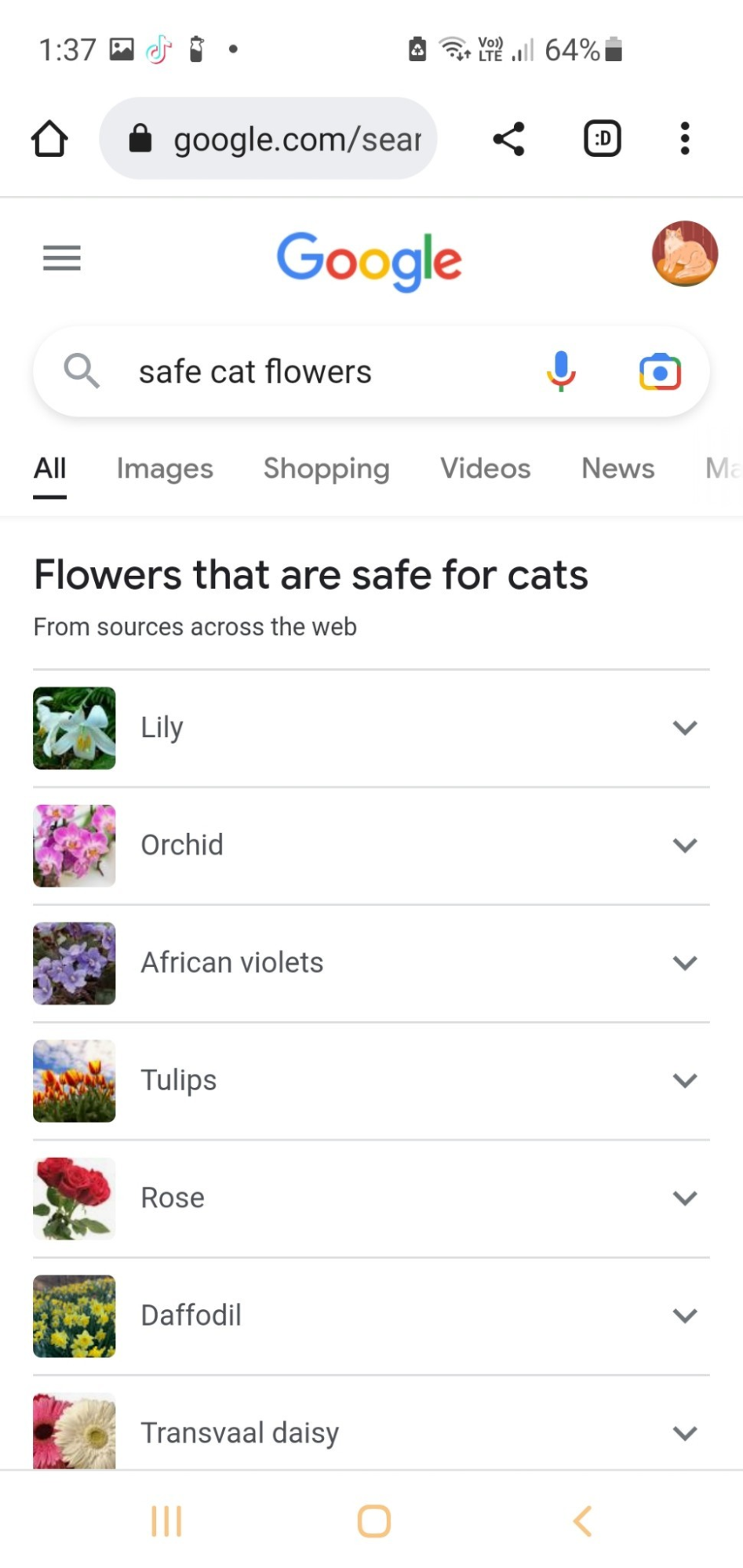 safe cat flowers starting with lily an unsafe flower for cats